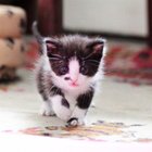 Avatar de Barakamono