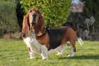 Avatar de Basset_Hound