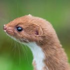 Avatar de Belette_Feroce