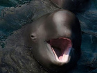 Avatar de Beluga-Gentil