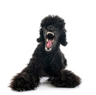 Avatar de Bichondemerde
