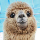 Avatar de Bobolastikoko