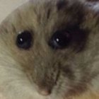 Avatar de BulgingHamster