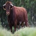 Avatar de BullNerveux