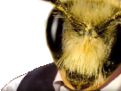 Avatar de BzzzzzzBzz