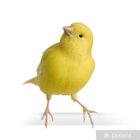 Avatar de CanardRizJaune