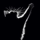 Avatar de CatchMICRODOSE