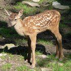 Avatar de ChasseurDeFaon