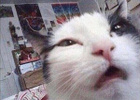 Avatar de Chatmouraille