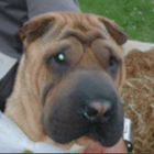 Avatar de Chien2Jubillar