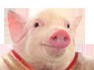 Avatar de CochonPrudent
