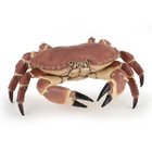 Crabe_Perplexe