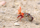 Avatar de crabeManchot