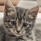 Avatar de CuteLittleCat