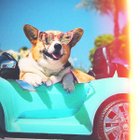 DoGz16