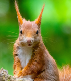 Avatar de EcureuilFugace