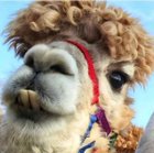 Avatar de Elwynn_Forest