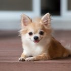 Avatar de fauxhumain