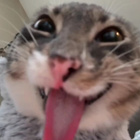 Avatar de Felin-fele
