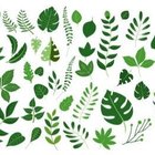 Avatar de FeuilleVerte00