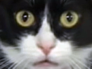 Avatar de GattaPuanticat
