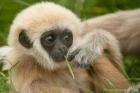 Avatar de Gibbon_Apaisant