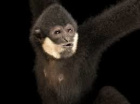 Avatar de Gibbon_Moisi