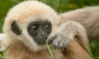 Avatar de GibbonTarax