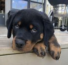 Avatar de gloubi-boulga-