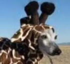 Avatar de grenadepapaye02