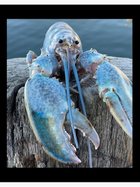 Avatar de HomardCavalier