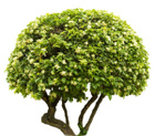 Avatar de HyperHyperVrai
