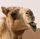 Avatar de ImamJohnMessiha