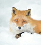 Avatar de Incandesse