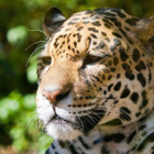 Avatar de JaguarBrise