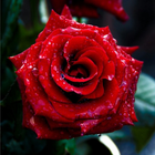 Avatar de lafleurbleu