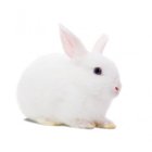 Avatar de LapinouBlanc