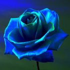 Avatar de larosebleu