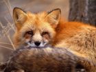 Avatar de lazyfox