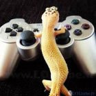 LeGeko