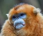 Macaque_kaki