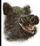 Avatar de MassifArdennais