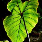 Avatar de MasterRace94