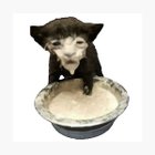 Avatar de MilkyWaves