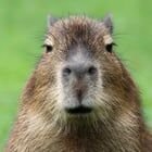 Avatar de Mingo-capybara1