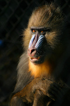 Avatar de MonkeyAngree