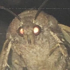 Avatar de Mothman-
