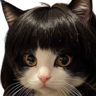 Avatar de NekoKawaii__