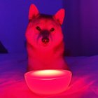 Avatar de OdinShibaH