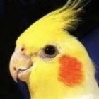 Avatar de okcamarchelol